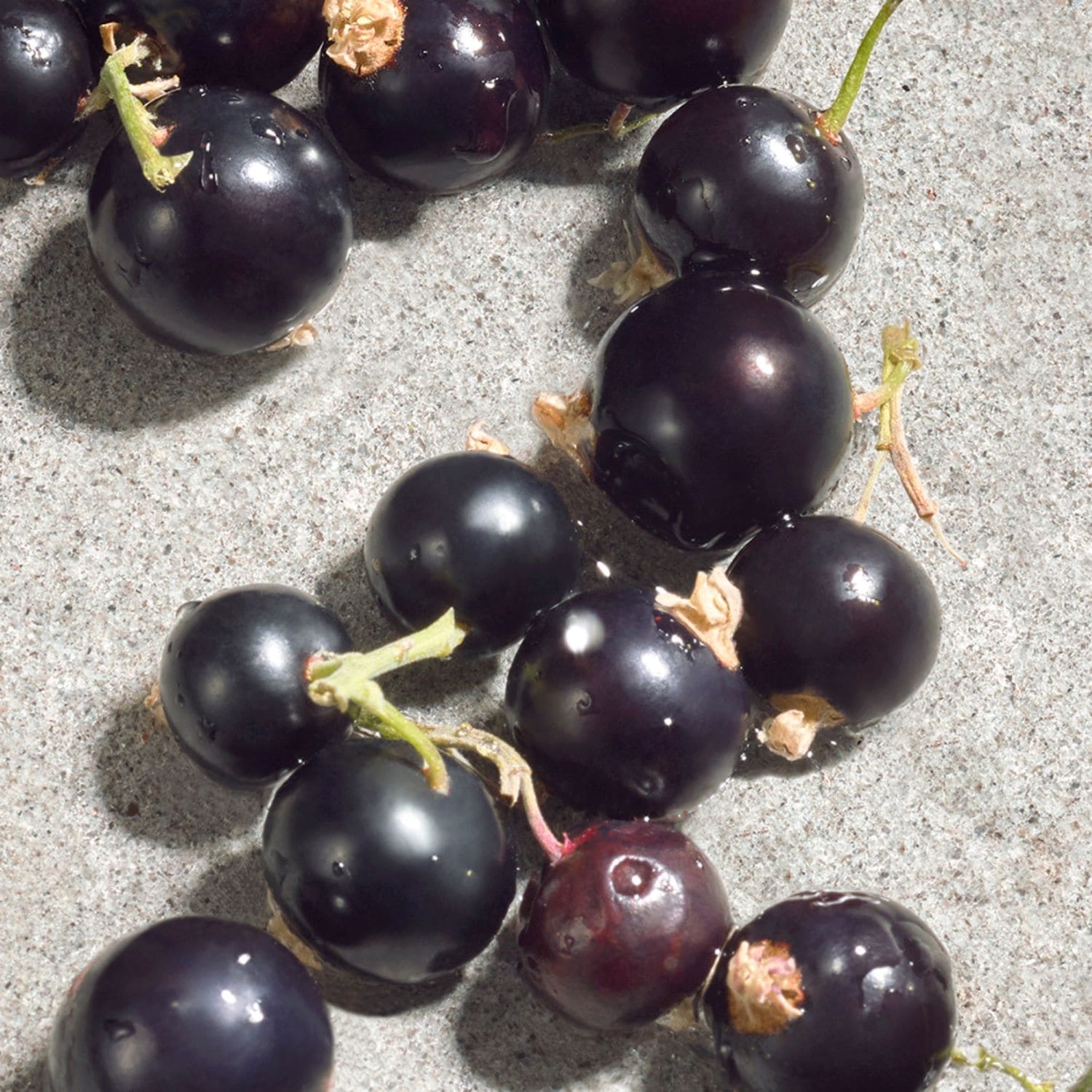 DOLCE VIOLET EAU DE TOILETTE